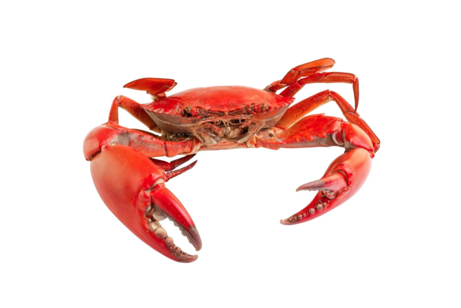 RED CRAB